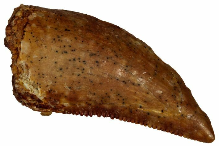 Serrated Raptor Tooth - Real Dinosaur Tooth #297756